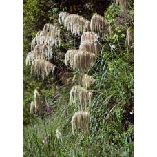 CORTADERIA FULVIDA MT.TOE TOE-NZ NATIVE